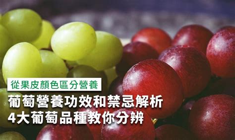 樹葡萄禁忌|樹葡萄功效與禁忌：營養專家深入解析！ 